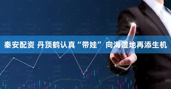 秦安配资 丹顶鹤认真“带娃” 向海湿地再添生机