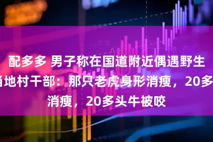 配多多 男子称在国道附近偶遇野生东北虎 当地村干部：那只老虎身形消瘦，20多头牛被咬